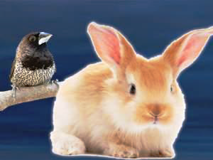 Little Rabbit e Pretty Sparrow